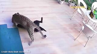 Brave_Dog_Fights_Off_Hungry_Jaguar_