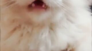 Cute kittens