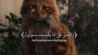 "A Soothing Journey Through the Holy Quran | Heartfelt Recitation"