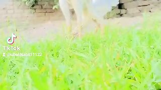 Shamo Cock