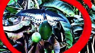 ????✨ "এত সুন্দর প্রজাপতি অনেকদিন দেখি না!" ✨????
