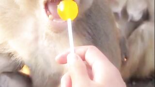 Lollipop