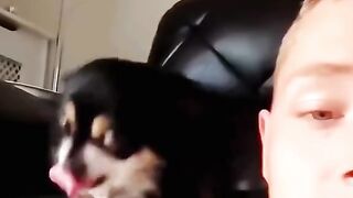 Funny dogs