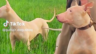 Hes dog