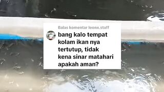 Kalau kolam lele tertutup tidak terkena sinar matahari apakah aman❓
