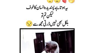 Cute animals