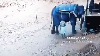 Pawang gajah di injak-injak oleh sang gajah
