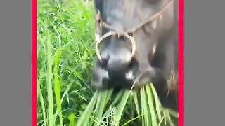 Funny video ????????