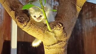 Funny cat on tree