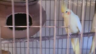 Bird Lover #bird