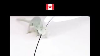 Changing Canada