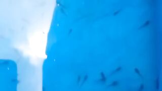 Jika larva lele betah didasar kolam setelah ganti air itu wajar