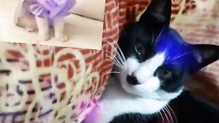 My cat Coco relaxing in hot summer????!