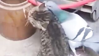 Cat bird fight