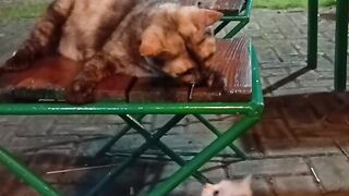 cute cat playfull