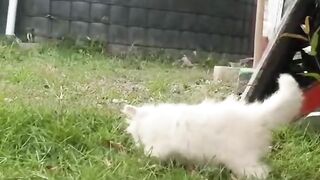 cat hunter