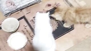 cats mano