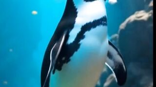 পেঙ্গুইন। Penguin.