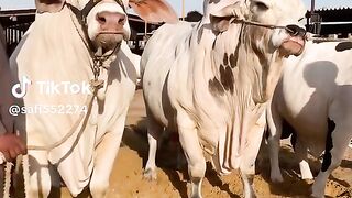 Bakra eid