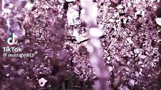 Funny video ????