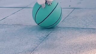 Cute dogs