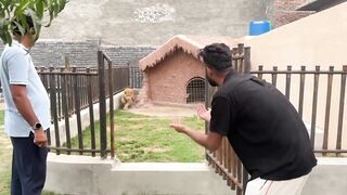 Liger Apny Cage Se Bahir Ni Ara????.