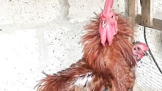 Fancy Hens