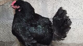 Fancy hens