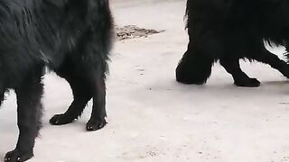 German shepherd dog