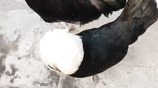 Fancy birds