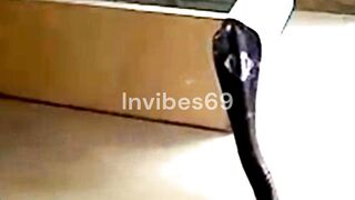 Cat Vs Poisonous Snake