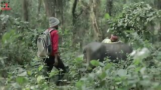 Lion attack buffalo
