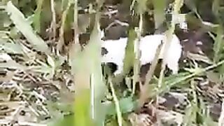 Working dog's