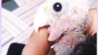 Cocktail Parrot