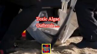Environmental scientist discusses toxic algae outbreak in California and new advisories