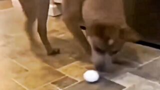 Funny and entertainment video