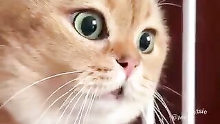 Funny Cat Moments ????????????