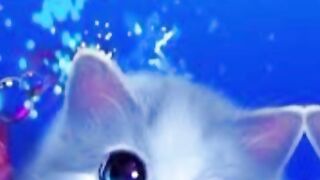 Cite cats video