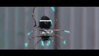 Colorful Spider