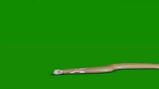 Golden Snake