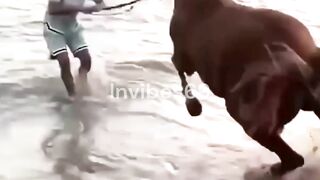 Funny Animals
