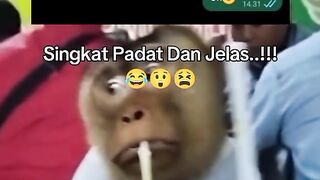 Lesu monkey