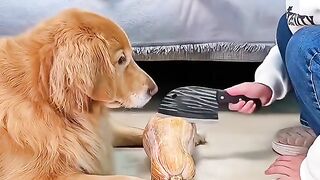 Smart dog