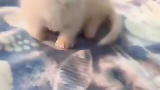 Cute cats compilation