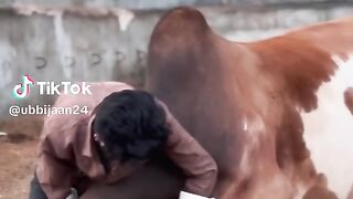 Mohabbat