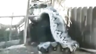 Large paddy python Caught in a fishing net