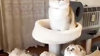 Funny cat