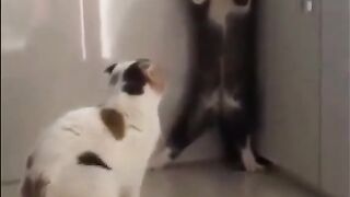 cute cat funny video