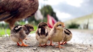 Beautiful view of animals 01