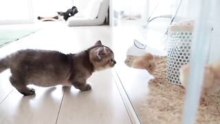 Sweet cat 2022